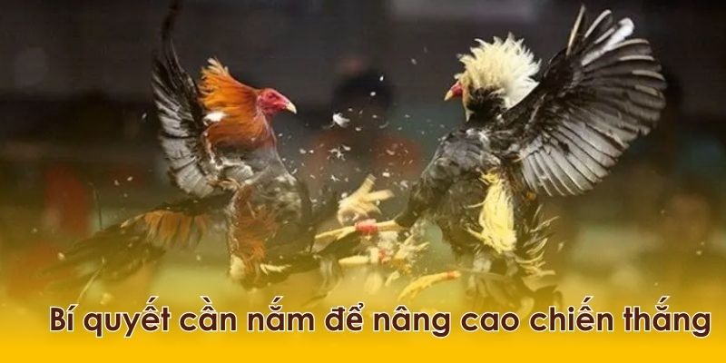 Huấn luyện chiến kê đá gà cựa sắt hay như thế nào?