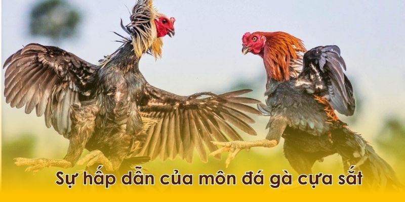 Khám phá đôi nét về bộ môn đá gà cựa sắt hay