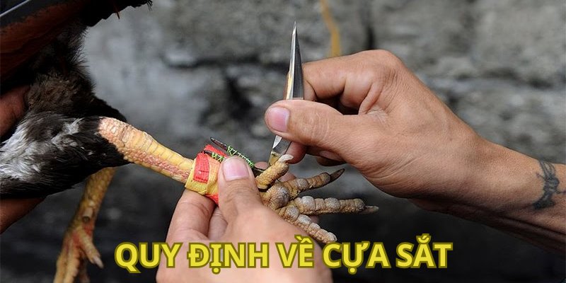 Nắm rõ các quy định về cựa sắt để có chiến lược phù hợp