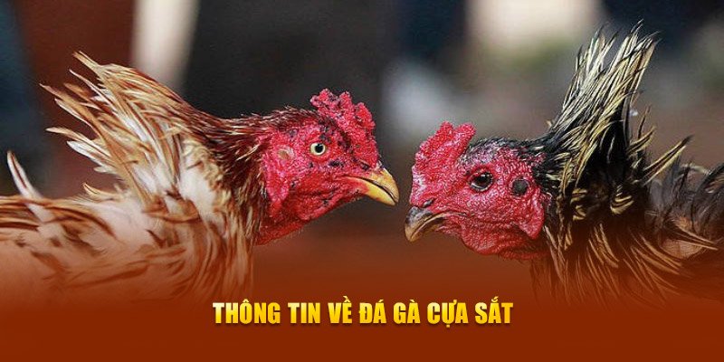 Tìm hiểu các thông tin xung quanh đá gà cựa sắt