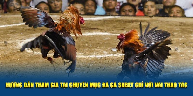 Hướng dẫn tham gia tại chuyên mục đá gà SHBET chỉ với vài thao tác