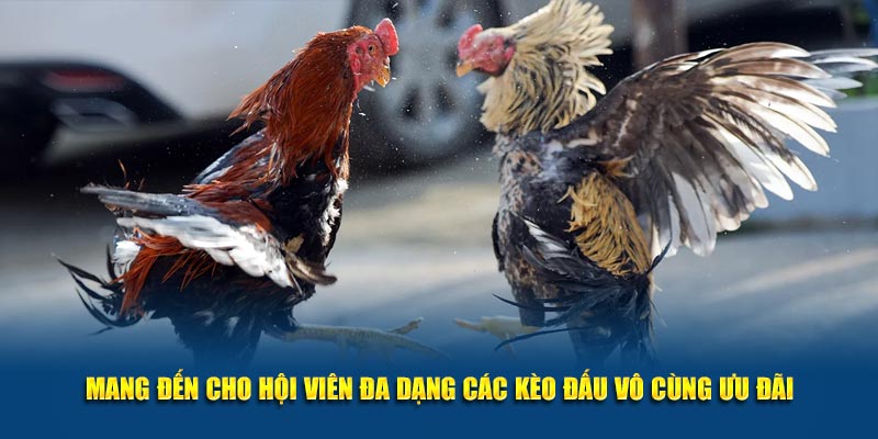 Mang đến cho hội viên đa dạng các kèo đấu vô cùng ưu đãi